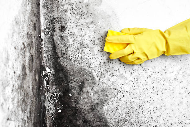 Professional Mold Removal in Markle, IN